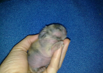 Comment nourrir des lapereaux d'une semaine ?