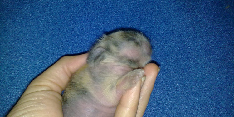 Comment nourrir des lapereaux d'une semaine ?