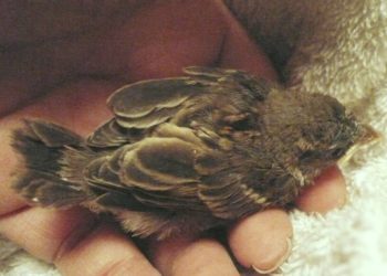 Comment nourrir un bébé oiseau tombé du nid ?