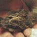 Comment nourrir un bébé oiseau tombé du nid ?