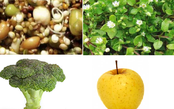 Quel vitamine pour canari ?