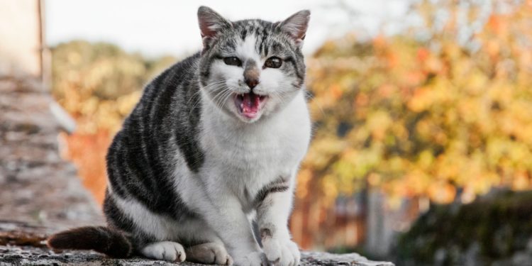 Pourquoi mon Persan miaule tout le temps ?