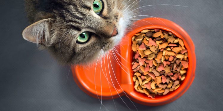 Comment remplacer les croquettes pour chat ?