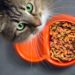 Comment remplacer les croquettes pour chat ?