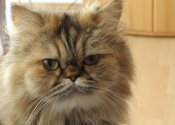 Où vit le chat persan ?