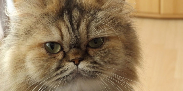 Où vit le chat persan ?