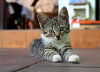 Comment bien nourrir un chaton de 4 mois ?