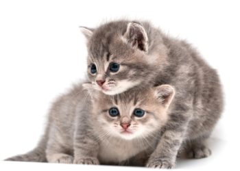 Comment remplacer la maman d'un chaton ?
