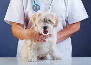 Comment soigner Insuffisance rénale chien ?