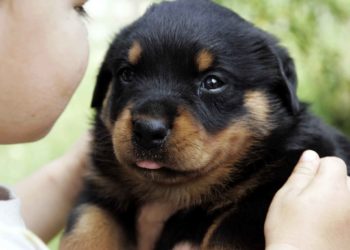 Comment nourrir mon chiot Rottweiler ?