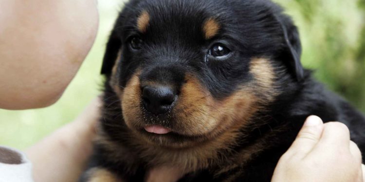 Comment nourrir mon chiot Rottweiler ?
