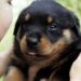 Comment nourrir mon chiot Rottweiler ?