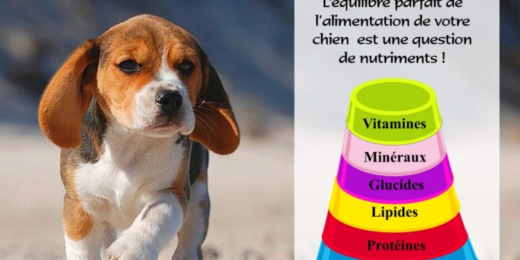 Quel aliment ne doit pas manger un chien ?