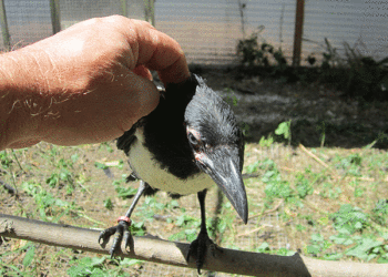 Comment apprivoiser un jeune corbeau ?