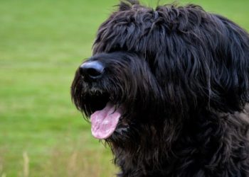 Quel est le caractère du corbeau ?