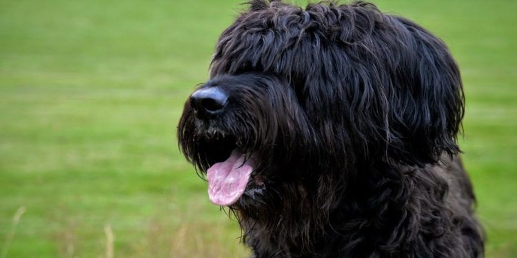 Quel est le caractère du corbeau ?