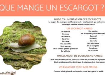 Est-ce que les escargots mangent des feuilles ?