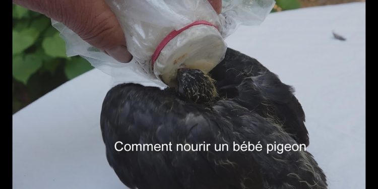 Comment nourrir un pigeon adulte ?