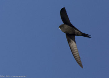 Comment nourrir un martinet noir adulte ?