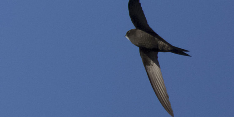 Comment nourrir un martinet noir adulte ?