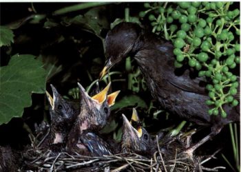 Comment donner la becquée à un oisillon ?