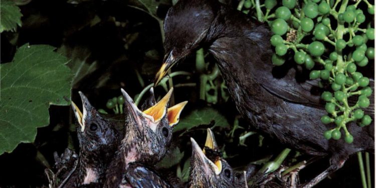 Comment donner la becquée à un oisillon ?