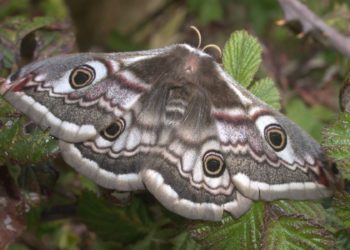 Quel est le nom de la femelle du paon ?