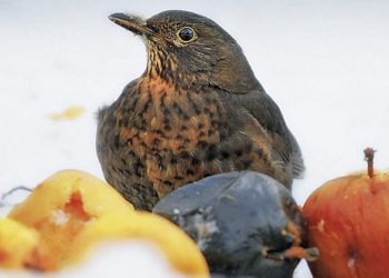 Est-ce que les lézards mangent des fruits ?
