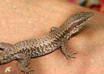 Ou hiberne le lézard ?