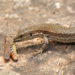 Qu'est-ce que mange un petit lézard ?