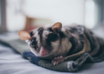 Où habite le Sugar Glider ?