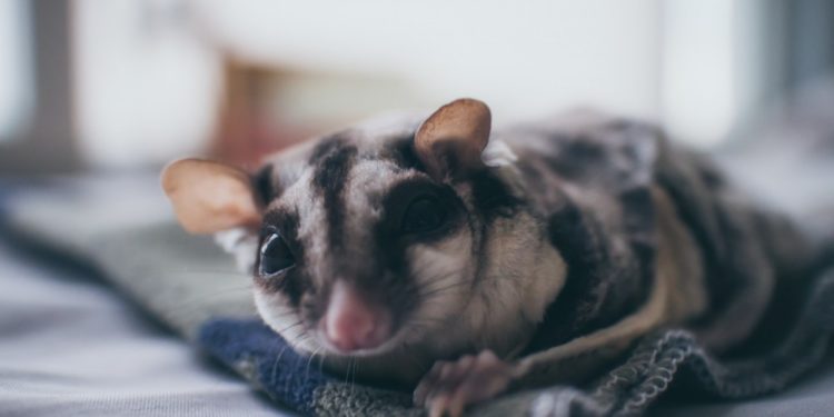 Où habite le Sugar Glider ?