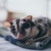 Où habite le Sugar Glider ?