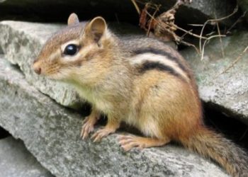 Où trouver un écureuil de Corée ?