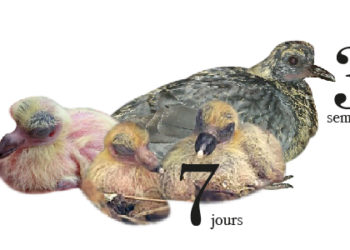 Comment nourrir un pigeon de 3 semaines ?