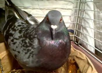 Comment soigner un pigeon qui ne vole plus ?