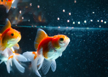 Comment nourrir les poissons dans un aquarium ?