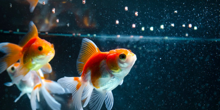 Comment nourrir les poissons dans un aquarium ?