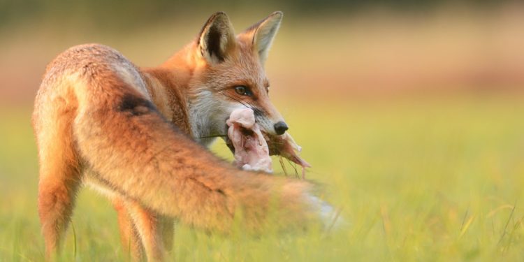 Quel végétaux mange le renard ?