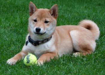 Comment bien elever son shiba ?