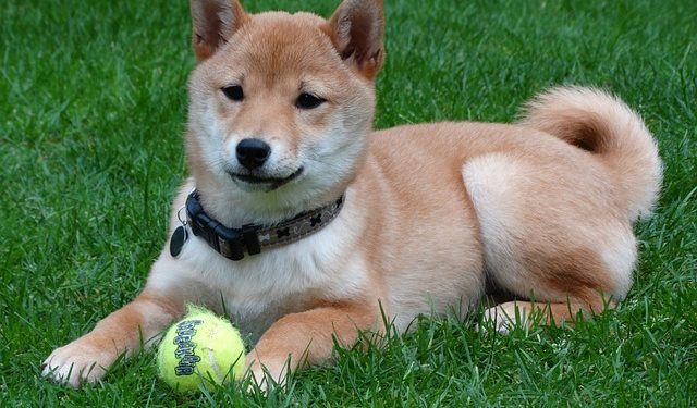 Comment bien elever son shiba ?