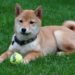 Comment bien elever son shiba ?