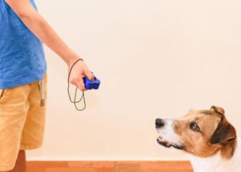 Comment dresser un ouistiti ?