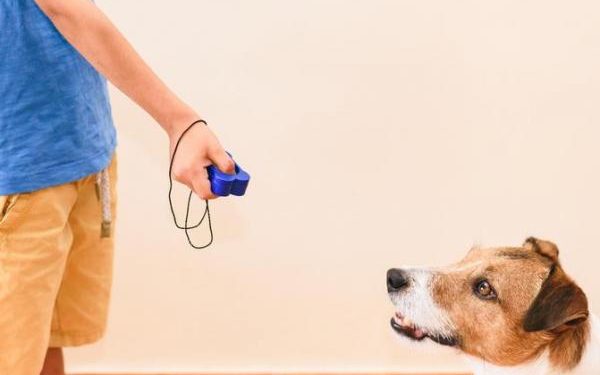 Comment dresser un ouistiti ?