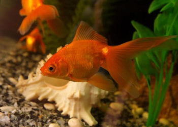 Comment nourrir un poisson télescope ?