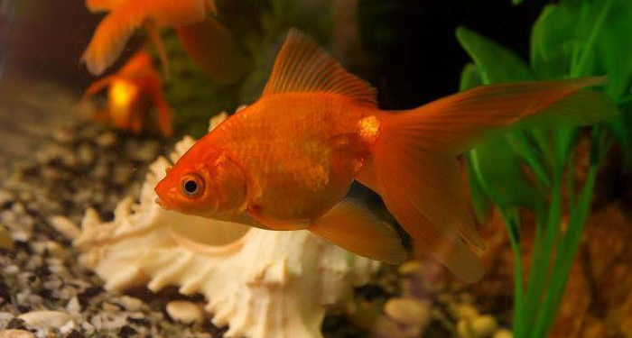 Comment nourrir un poisson télescope ?