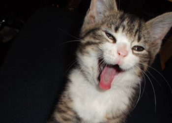 Comment faire pour que mon chat mange ?