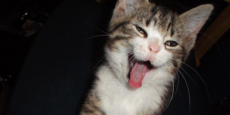 Comment faire pour que mon chat mange ?