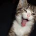 Comment faire pour que mon chat mange ?