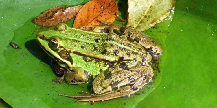 Quel animal qui mange les grenouilles ?